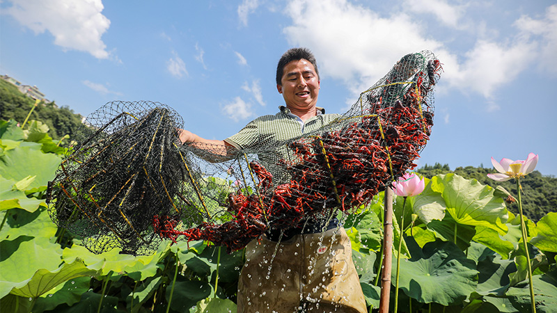 公司+基地+農(nóng)戶